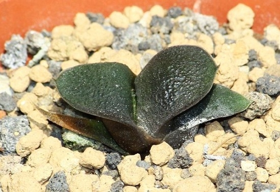 多肉卧牛如何养殖：卧牛喜通风、阳光充足和空气湿润的环境