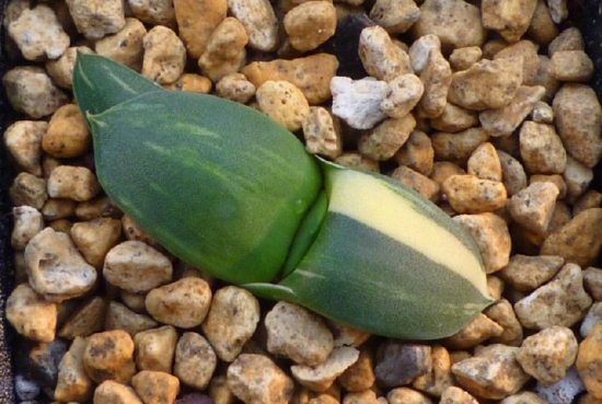 多肉卧牛如何养殖：卧牛喜通风、阳光充足和空气湿润的环境