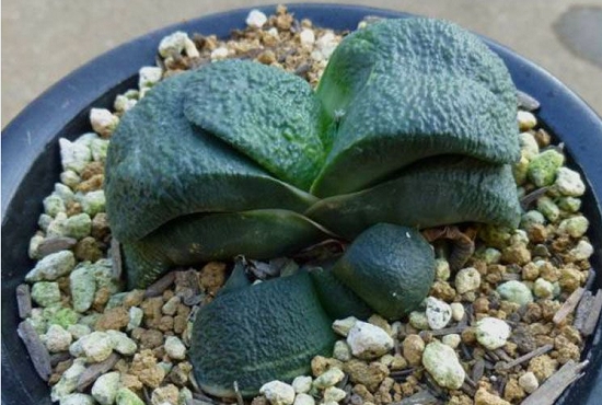 多肉卧牛如何养殖：卧牛喜通风、阳光充足和空气湿润的环境