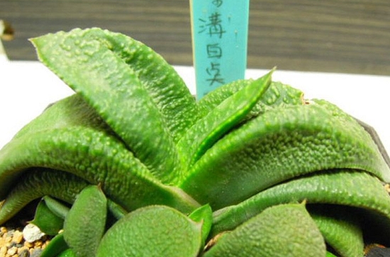 多肉卧牛如何养殖：卧牛喜通风、阳光充足和空气湿润的环境