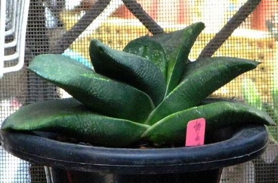 多肉卧牛如何养殖：卧牛喜通风、阳光充足和空气湿润的环境