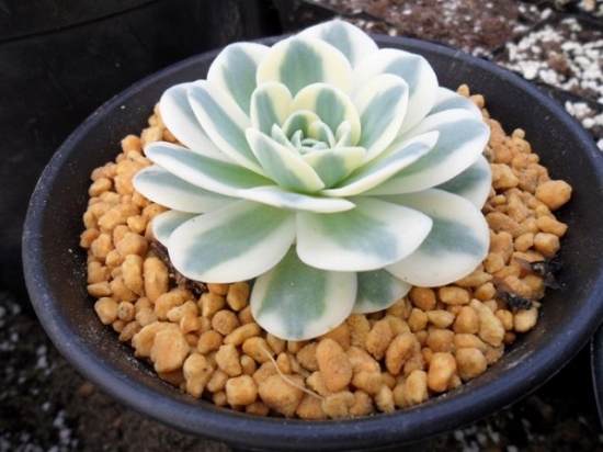 多肉富士 多肉富士和凤凰如何养护:日常养护和夏季养护有区别