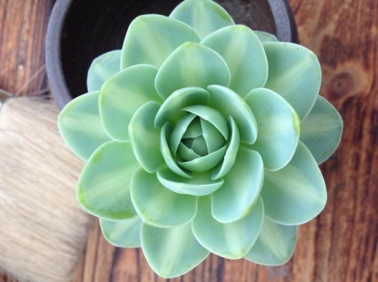 多肉植物凤凰 多肉富士和凤凰如何养护:日常养护和夏季养护有区别