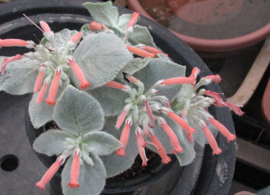 如何养殖断崖女王：从四个方面论述养殖断崖女王的要领