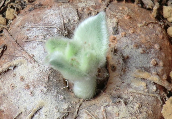 如何养殖断崖女王：从四个方面论述养殖断崖女王的要领