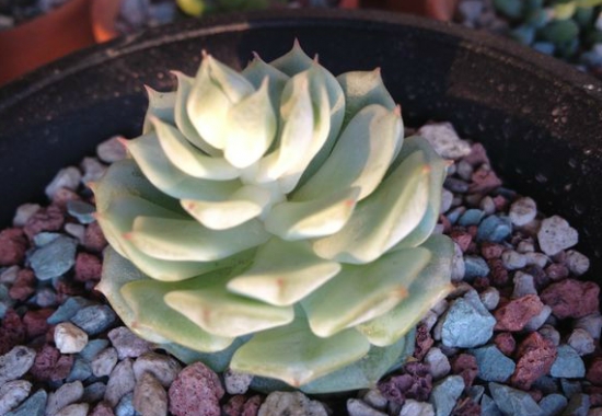 多肉铺面用什么好 最好的多肉铺面是什么:没有最好,只有最合适