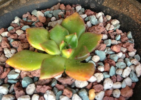 多肉铺面 最好的多肉铺面是什么:没有最好,只有最合适