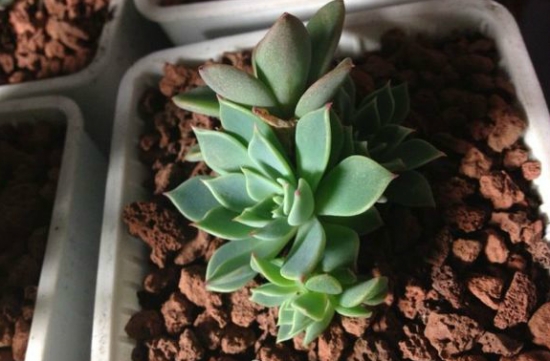 火山岩铺面 最好的多肉铺面是什么:没有最好,只有最合适