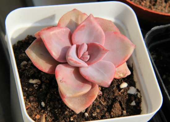 多肉吉普赛女郎的养殖办法：喜光照充足、干燥和通风的环境