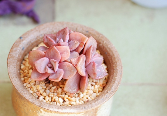 多肉吉普赛女郎的养殖办法：喜光照充足、干燥和通风的环境