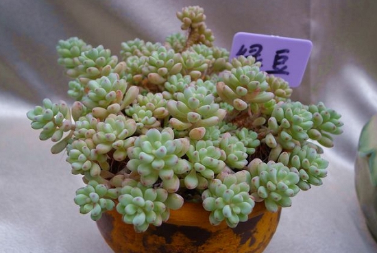 如何区分豆豆系列多肉：几种常见的豆豆系列多肉简介（附图）