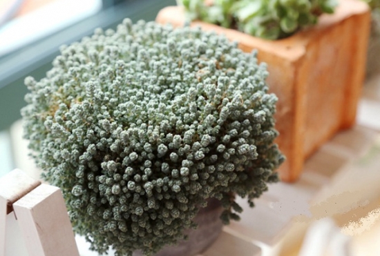 姬星美人爆盆 姬星美人爆盆养成技巧:姬星美人爆盆最简单的办法就是重新扦插