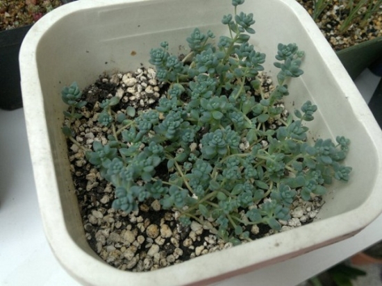 姬星美人密集扦插 姬星美人爆盆养成技巧:姬星美人爆盆最简单的办法就是重新扦插