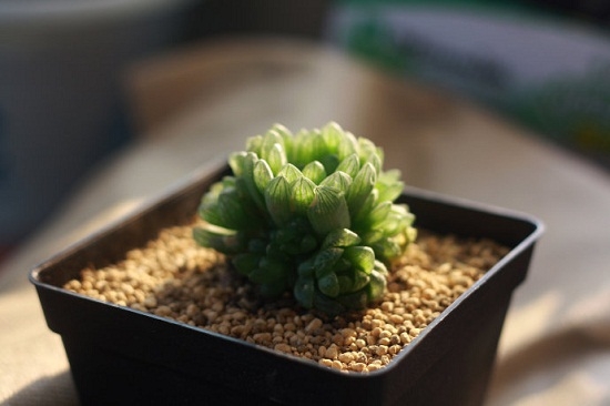 多肉植物如何安全度夏 多肉植物如何安全度夏(基础篇):水、土、温度和湿度是关键