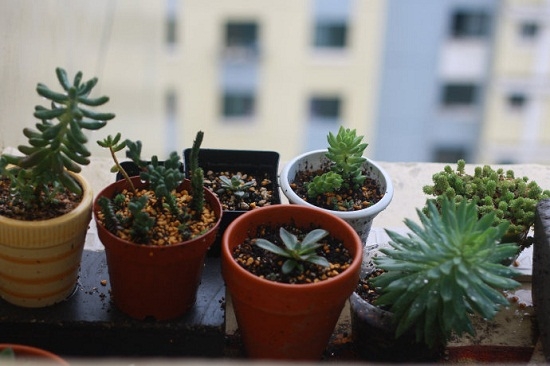 多肉植物如何安全度夏 多肉植物如何安全度夏(基础篇):水、土、温度和湿度是关键