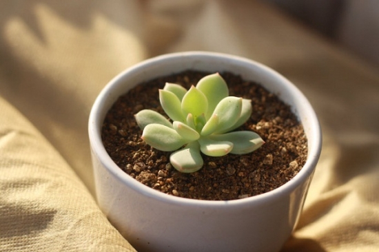 多肉植物如何安全度夏 多肉植物如何安全度夏(基础篇):水、土、温度和湿度是关键