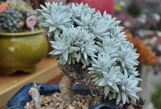 韩国花友的景天老桩 多肉老桩是如何炼成的:需要时间沉淀和对的种类