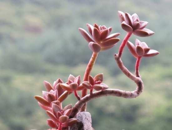 多肉徒长而成的老桩 多肉老桩是如何炼成的:需要时间沉淀和对的种类