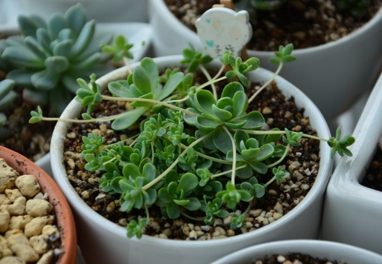 子持莲华的养殖办法：春夏秋三季应按照干湿交替的原则浇水