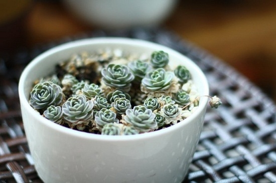 子持莲华的养殖办法：春夏秋三季应按照干湿交替的原则浇水