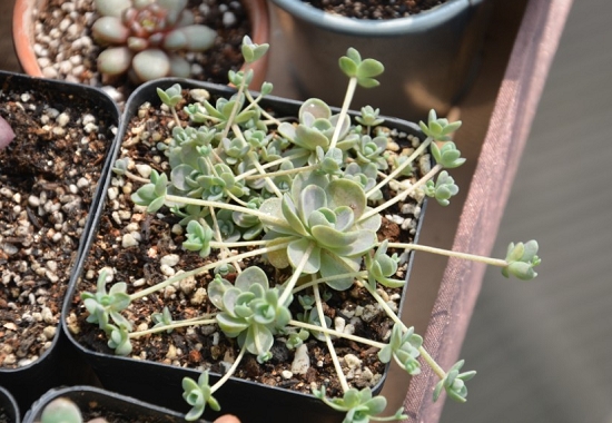 子持莲华的养殖办法：春夏秋三季应按照干湿交替的原则浇水