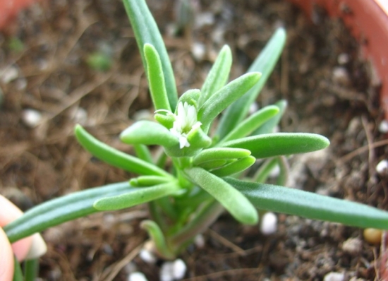 如何养殖多肉冰花 如何养殖多肉冰花:喜阳光充足和凉爽、干燥的环境