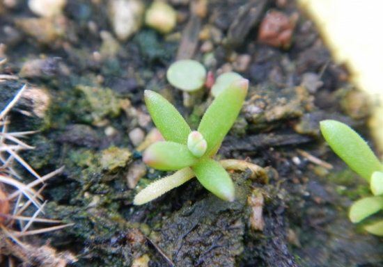 如何养殖多肉冰花 如何养殖多肉冰花:喜阳光充足和凉爽、干燥的环境