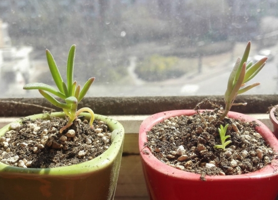 如何养殖多肉冰花 如何养殖多肉冰花:喜阳光充足和凉爽、干燥的环境