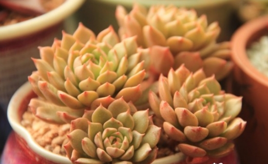 奥利维亚多肉的养护办法：留意控水并给予充分日照