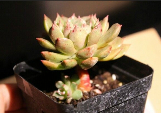 奥利维亚多肉的养护办法：留意控水并给予充分日照