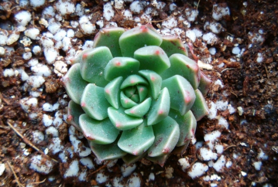 奥利维亚多肉的养护办法：留意控水并给予充分日照