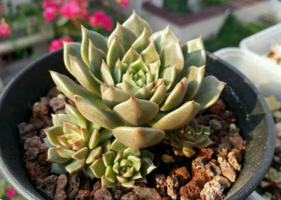 奥利维亚多肉的养护办法：留意控水并给予充分日照