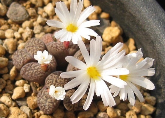 夏季如何给生石花浇水：入夏温度超过35°C时停止浇水