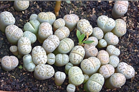 夏季如何给生石花浇水：入夏温度超过35°C时停止浇水