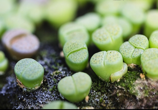 夏季如何给生石花浇水：入夏温度超过35°C时停止浇水