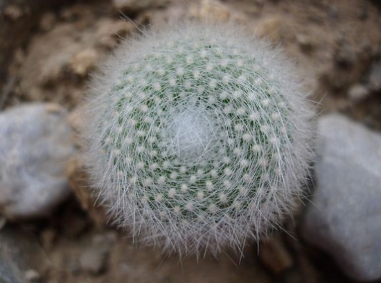 白雪光 白雪光开花时间:一般在每年的3-6月份