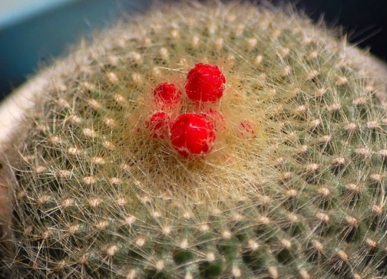 含苞待放 白雪光开花时间:一般在每年的3-6月份