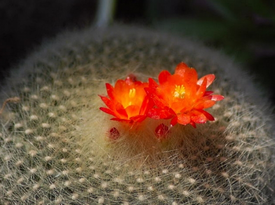 白雪光开花 白雪光开花时间:一般在每年的3-6月份