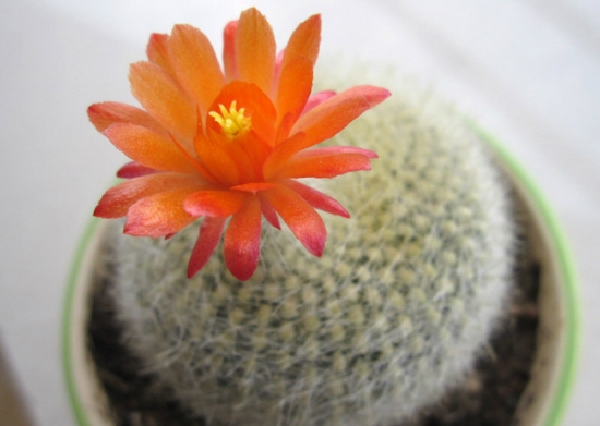 白雪光开花 白雪光开花时间:一般在每年的3-6月份