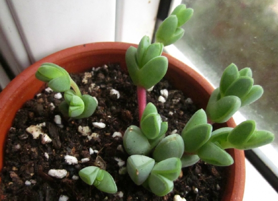 碧玉莲的养殖办法：对日照需求不多，浇水忌积水