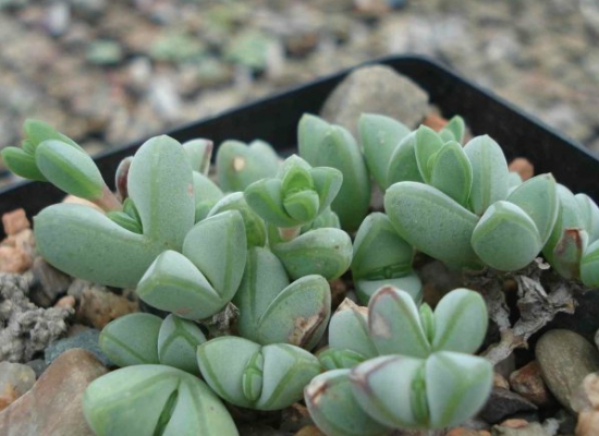 碧玉莲的养殖办法：对日照需求不多，浇水忌积水