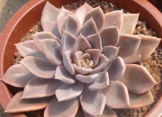 多肉银后的养护办法：夏季留意通风遮阳