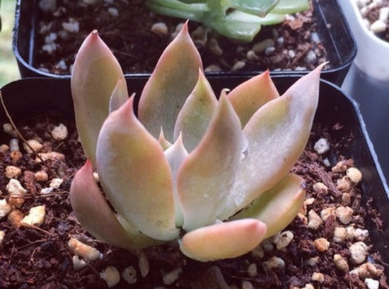 多肉银后的养护办法：夏季留意通风遮阳