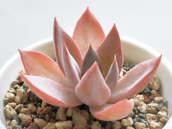 多肉银后的养护办法：夏季留意通风遮阳