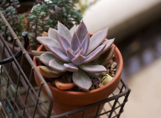 多肉银后的养护办法：夏季留意通风遮阳