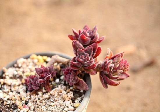 星芒公主(一) 星芒公主养殖心得:平时养护浇水干透才浇透,不干不浇水