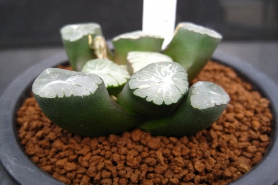 理想中的帅大叔玉扇 多肉植物分裂素使用指南:要留意用量及用药部位!