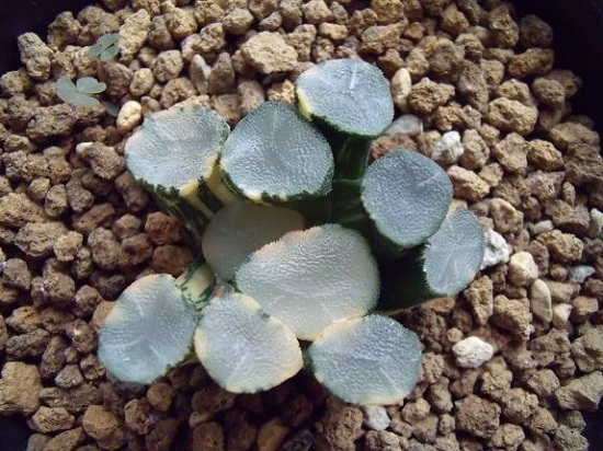 原来的小鲜肉玉扇(未使用分裂素) 多肉植物分裂素使用指南:要留意用量及用药部位!