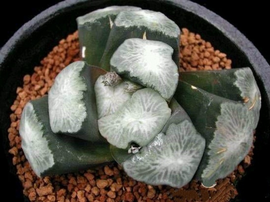 (使用分裂素)现实中的怪大叔玉扇。。。 多肉植物分裂素使用指南:要留意用量及用药部位!