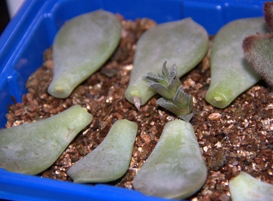 蛭石养殖多肉的用法：配土、发根均可,不建议用纯蛭石作基质